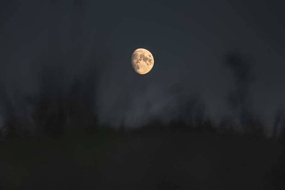 Understanding Moonflor Trading